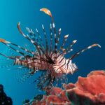 Ein braunrot-weiß gestreifter Rotfeuerfisch mit allen Flossen ausgebreitet, im Profil nach rechts, schwebt über einem rosa Schwamm in tiefblauem Wasser.