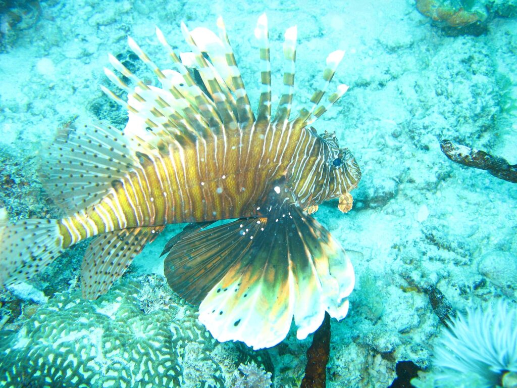 Ein Rotfeuerfisch mit ausgebreiteten Flossen, braun-weiß gestreift, über Korallen und türkisem Sandgrund