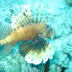 Ein Rotfeuerfisch mit ausgebreiteten Flossen, braun-weiß gestreift, über Korallen und türkisem Sandgrund