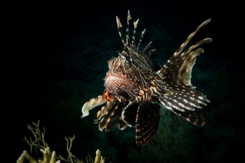 Ein Rotfeuerfisch von vorn, die gestreiften Flossen ausgebreitet, über einer Koralle vor dunklem Hintergrund