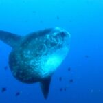 Ein grauer, hell gefleckter Mondfisch, schräg von vorn im blauen Freiwasser, die langen Rücken- und Afterflossen gestreckt, umgeben von kleinen Rifffischen.