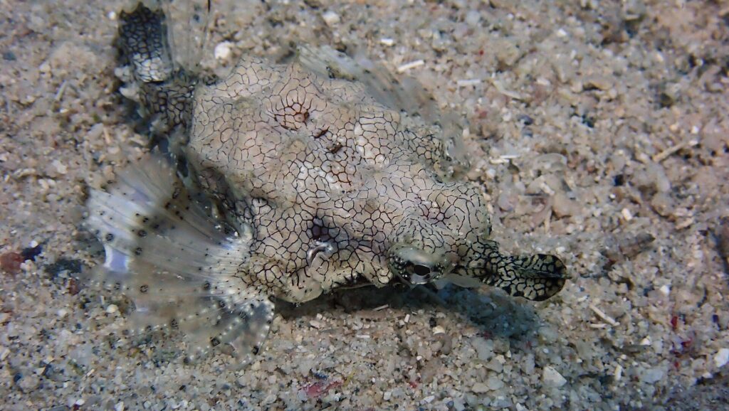 Eine Seemotte auf dem Sand, der abgeflachte Körper mit einem feinen Netz dunkler Linien überzogen, die durchsichtigen, flügelartigen Flossen ausgebreitet