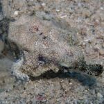 Eine Seemotte auf dem Sand, der abgeflachte Körper mit einem feinen Netz dunkler Linien überzogen, die durchsichtigen, flügelartigen Flossen ausgebreitet
