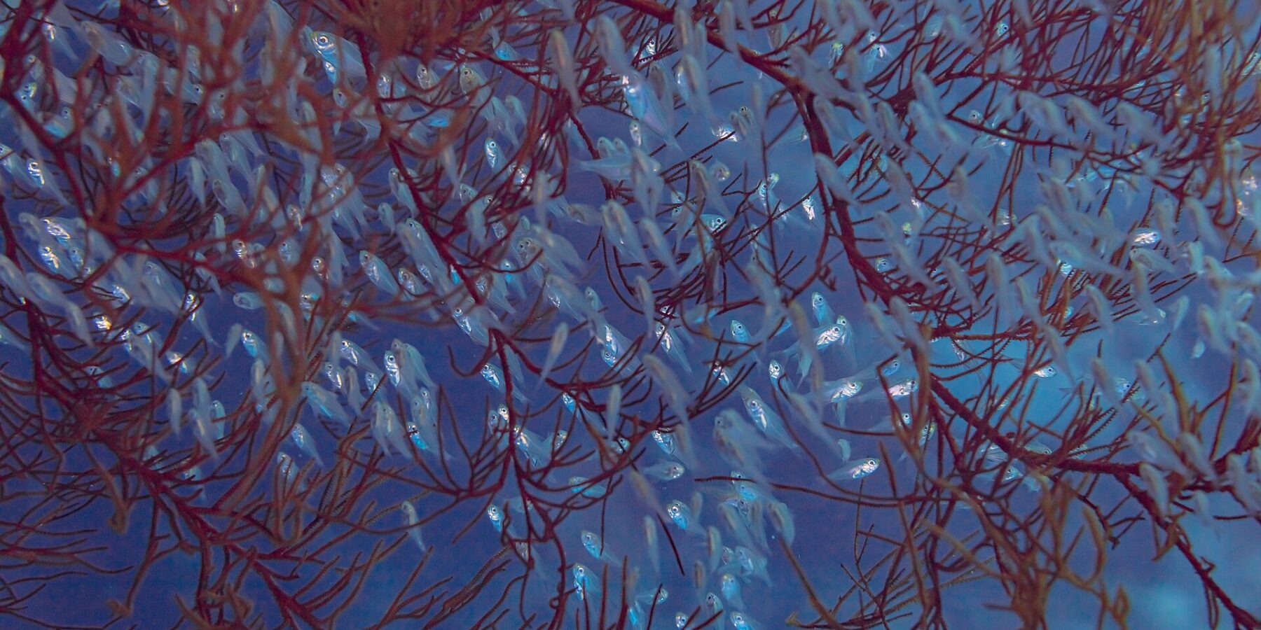 Ein dichter Schwarm kleiner, durchscheinender Fische mit großen Augen, zusammengedrängt zwischen den roten Ästen einer Koralle im blauen Wasser
