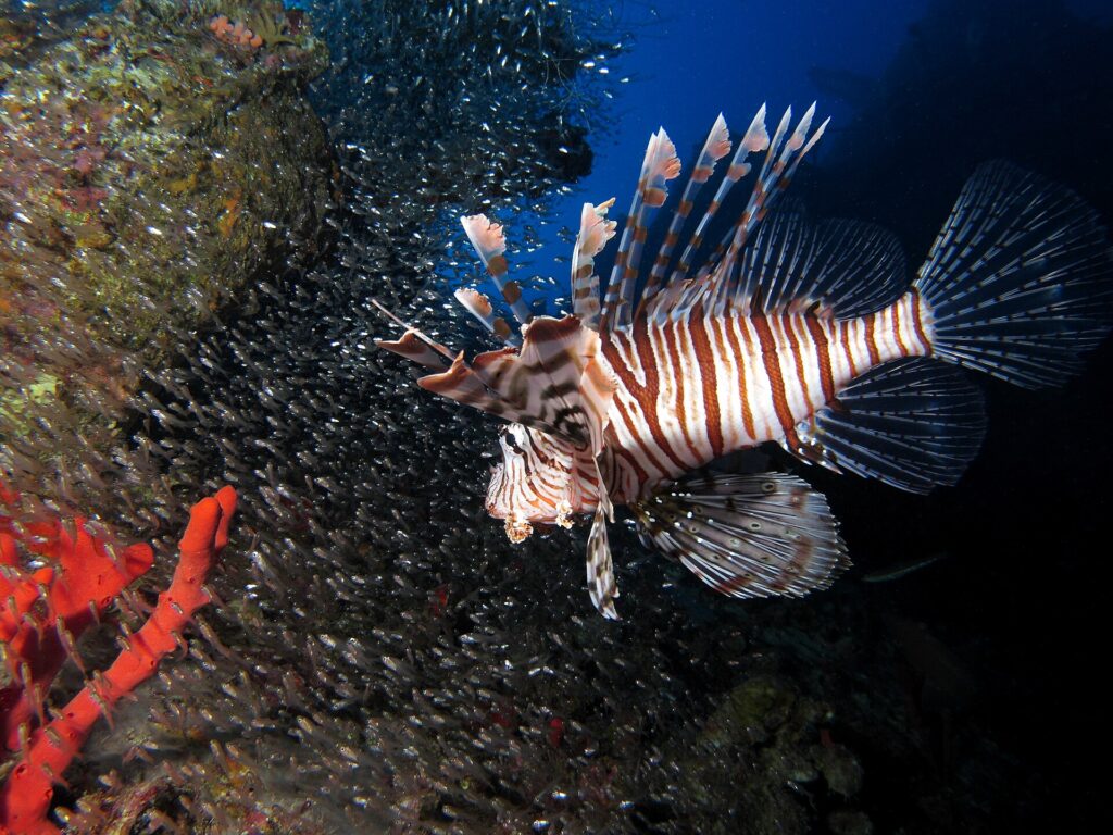 Ein braun-weiß gestreifter Rotfeuerfisch schwimmt vor einer riesigen Wolke kleiner silbriger Fische, die sich an den Rumpf eines Wracks drängen, im Vordergrund ein roter Schwamm