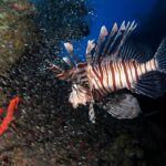 Ein braun-weiß gestreifter Rotfeuerfisch schwimmt vor einer riesigen Wolke kleiner silbriger Fische, die sich an den Rumpf eines Wracks drängen, im Vordergrund ein roter Schwamm