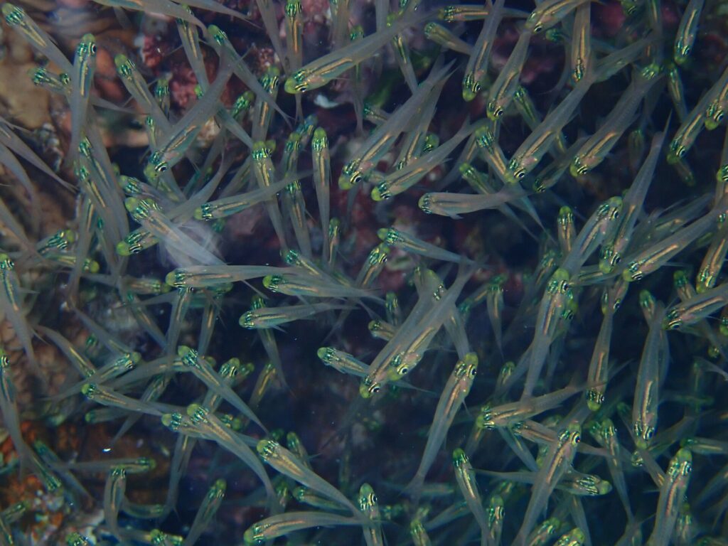 Nahaufnahme eines dichten Schwarms kleiner Fische mit durchsichtigem Körper, leuchtend gelbgrünem Kopf und schwarzem Auge vor dem Riff