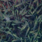 Nahaufnahme eines dichten Schwarms kleiner Fische mit durchsichtigem Körper, leuchtend gelbgrünem Kopf und schwarzem Auge vor dem Riff