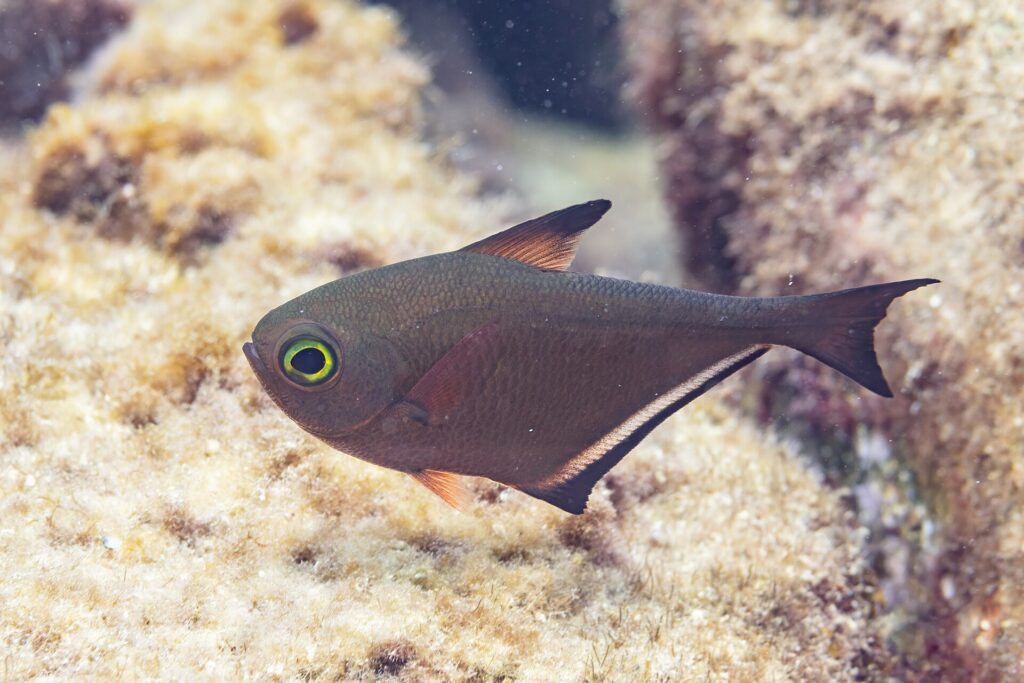 Ein Pempheris im Profil, der Körper kupferbraun und beilförmig, ein sehr großes, gelbgrün umrandetes Auge, eine kurze Rückenflosse mit schwarzer Spitze und eine lange, schwarz gesäumte Afterflosse