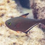 Ein Pempheris im Profil, der Körper kupferbraun und beilförmig, ein sehr großes, gelbgrün umrandetes Auge, eine kurze Rückenflosse mit schwarzer Spitze und eine lange, schwarz gesäumte Afterflosse