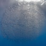 Eine kompakte Kugel aus Tausenden silbernen Schnepfenfischen dicht unter der Oberfläche, von Sonnenstrahlen durchzogen, vor einem Blau, das nach unten dunkler wird