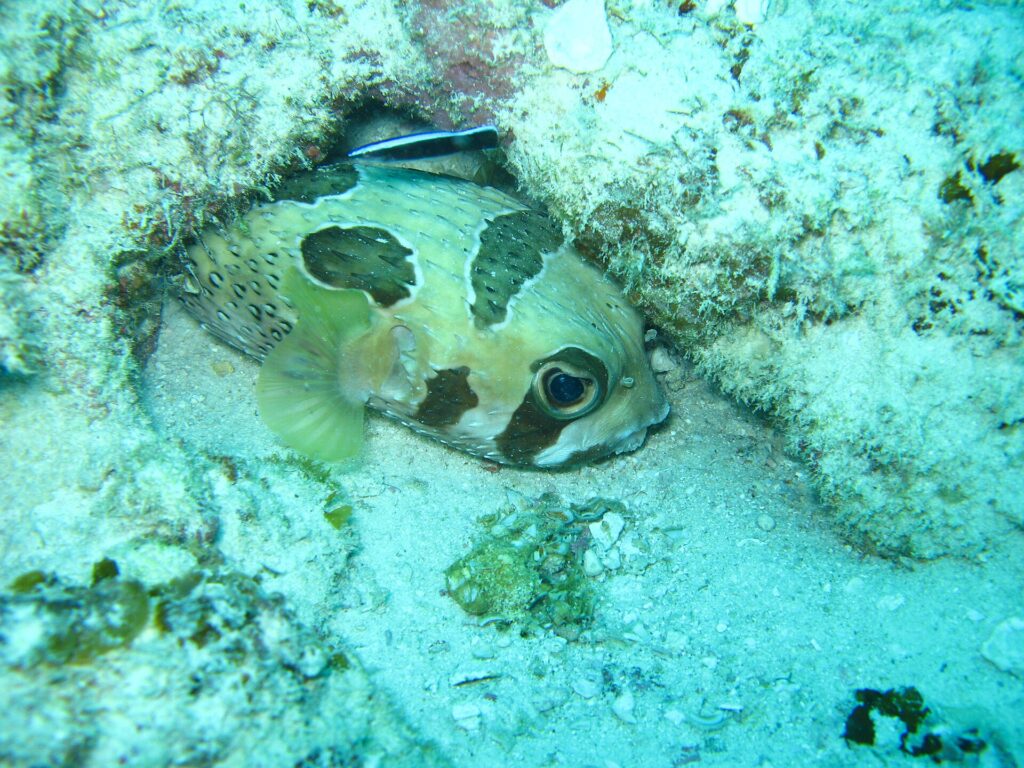 Ein schwarz gefleckter Igelfisch, unter eine Korallenkante gedrückt, darüber ein kleiner gestreifter Putzerlippfisch