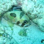 Ein schwarz gefleckter Igelfisch, unter eine Korallenkante gedrückt, darüber ein kleiner gestreifter Putzerlippfisch