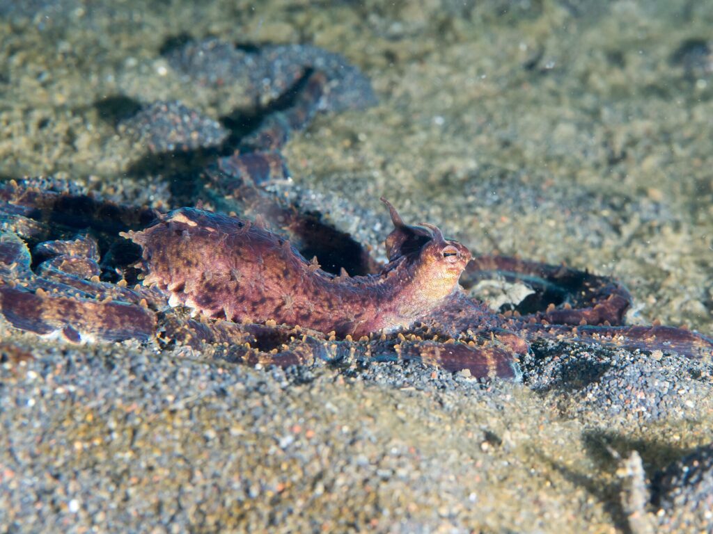 Ein violettbrauner Mimik-Oktopus im Profil, mit aufgerichtetem Mantel und kleinen Hörnchen über den Augen, die langen Arme auf dem grauen Vulkansand ausgebreitet.