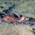Ein violettbrauner Mimik-Oktopus im Profil, mit aufgerichtetem Mantel und kleinen Hörnchen über den Augen, die langen Arme auf dem grauen Vulkansand ausgebreitet.