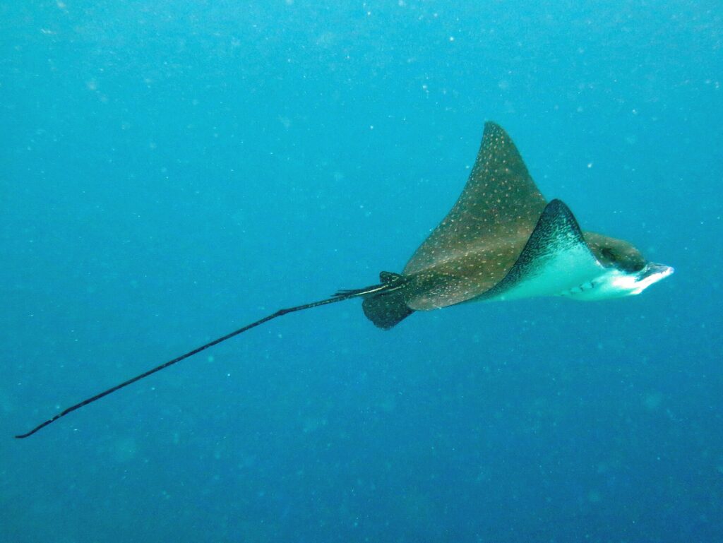Ein Gefleckter Adlerrochen im Profil, brauner Rücken mit weißen Punkten und weißer Bauch, schwimmt im Blau und zieht einen sehr langen, peitschenartigen Schwanz hinter sich her.