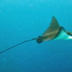 Ein Gefleckter Adlerrochen im Profil, brauner Rücken mit weißen Punkten und weißer Bauch, schwimmt im Blau und zieht einen sehr langen, peitschenartigen Schwanz hinter sich her.
