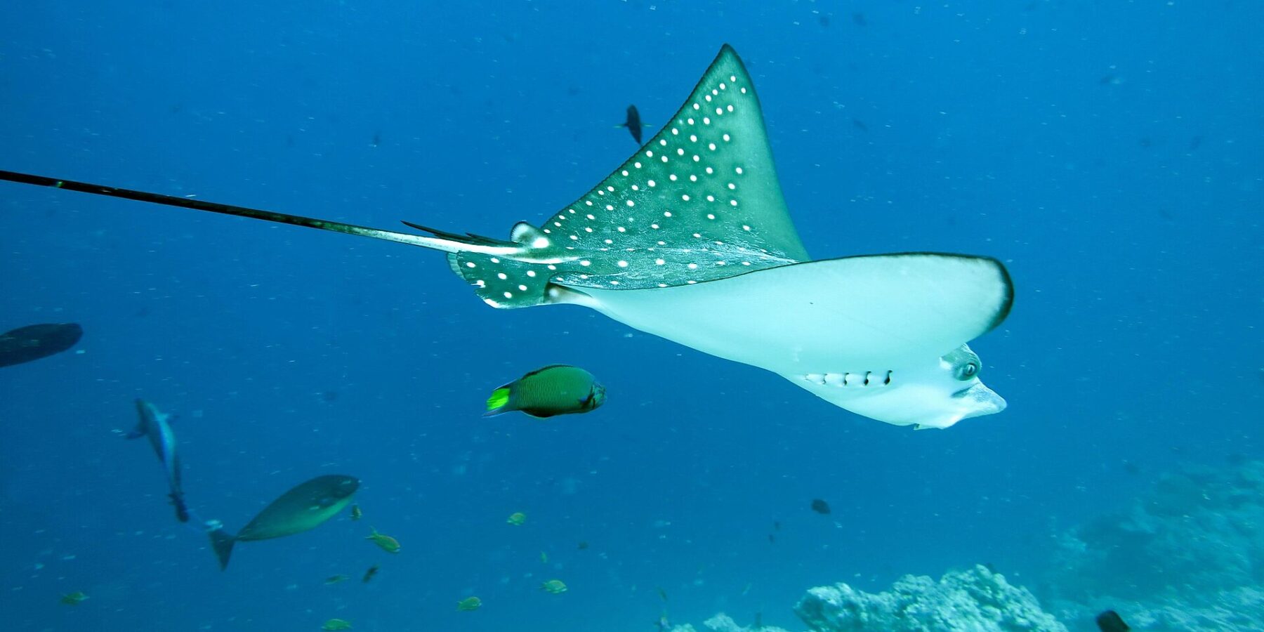Ein Gefleckter Adlerrochen von der Seite und von unten, dunkelgrüner Rücken mit weißen Punkten, weißer Bauch, langer Peitschenschwanz, über einem Riff mit einem Lippfisch und einem Doktorfisch