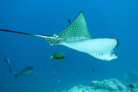 Ein Gefleckter Adlerrochen von der Seite und von unten, dunkelgrüner Rücken mit weißen Punkten, weißer Bauch, langer Peitschenschwanz, über einem Riff mit einem Lippfisch und einem Doktorfisch