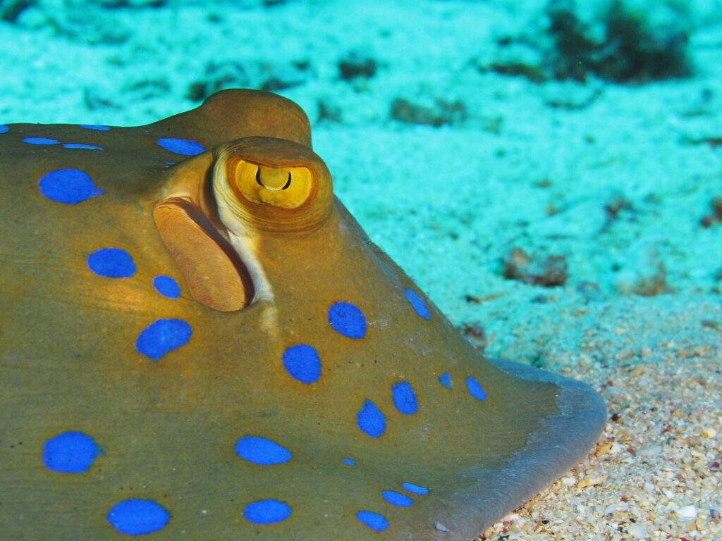 Nahaufnahme eines Blaupunktrochens auf dem Sand, mit gelbem Auge und leuchtend blauen Flecken