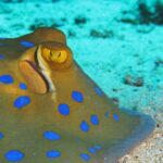Nahaufnahme eines Blaupunktrochens auf dem Sand, mit gelbem Auge und leuchtend blauen Flecken