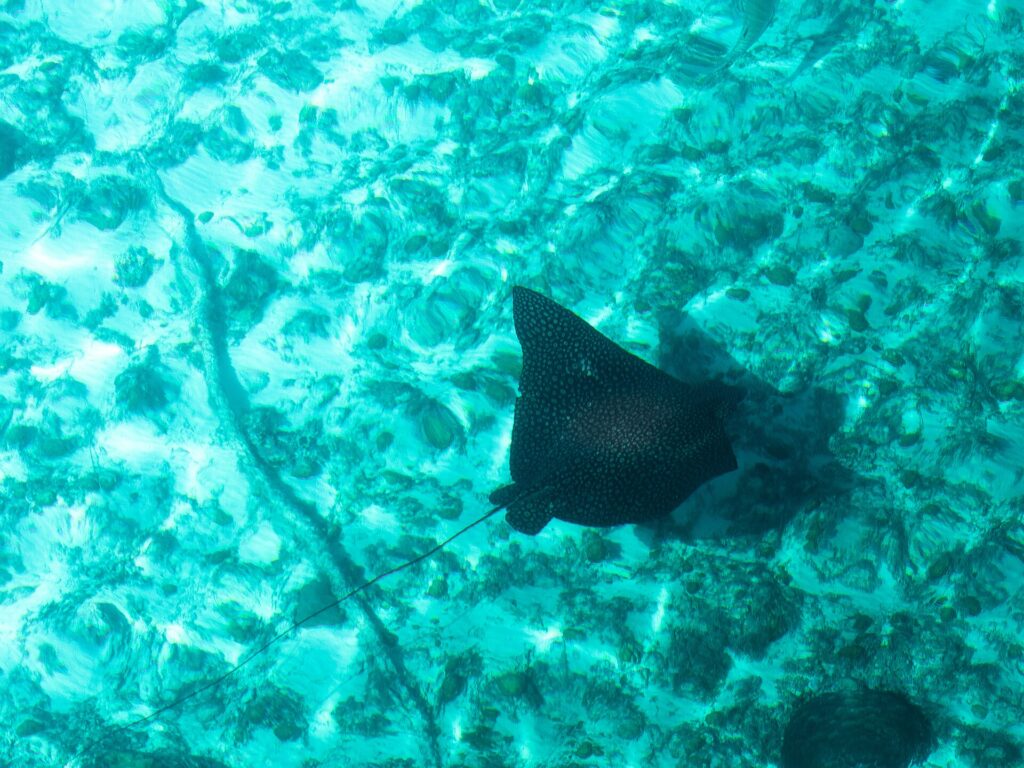 Ein Adlerrochen von oben, der schwarze Rücken mit hellen Punkten und der lange, dünne Schwanz, gleitet über Sand und Korallen in türkisfarbenem Wasser