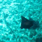 Ein Adlerrochen von oben, der schwarze Rücken mit hellen Punkten und der lange, dünne Schwanz, gleitet über Sand und Korallen in türkisfarbenem Wasser