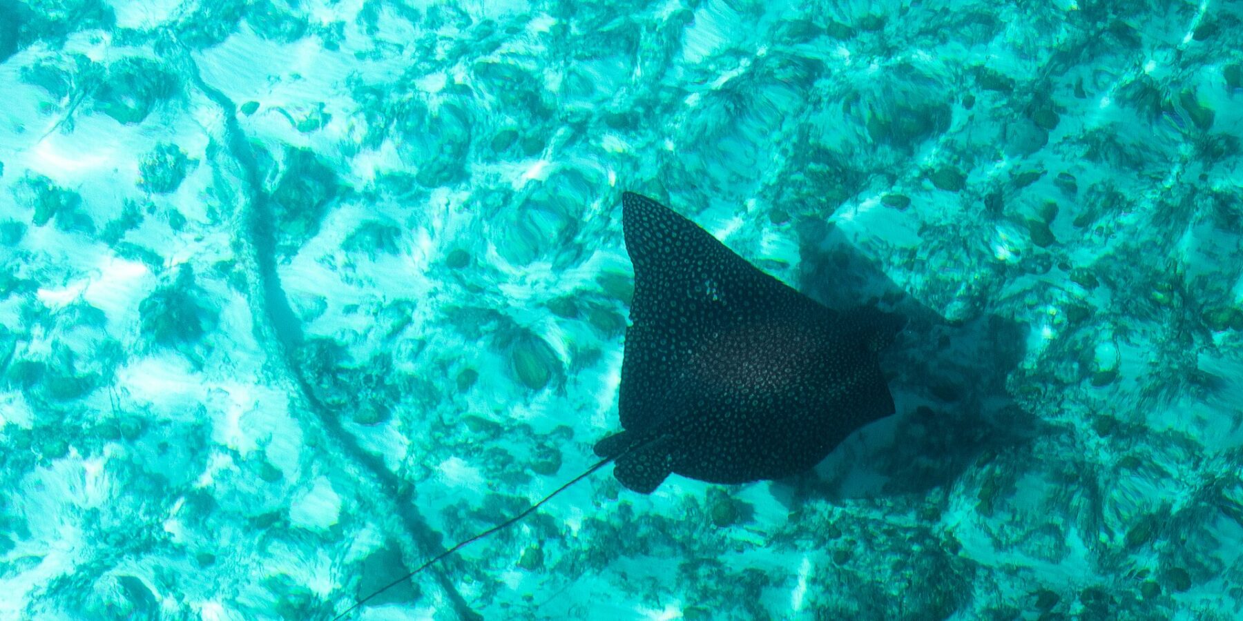 Ein Adlerrochen von oben, der schwarze Rücken mit hellen Punkten und der lange, dünne Schwanz, gleitet über Sand und Korallen in türkisfarbenem Wasser