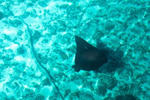 Ein Adlerrochen von oben, der schwarze Rücken mit hellen Punkten und der lange, dünne Schwanz, gleitet über Sand und Korallen in türkisfarbenem Wasser