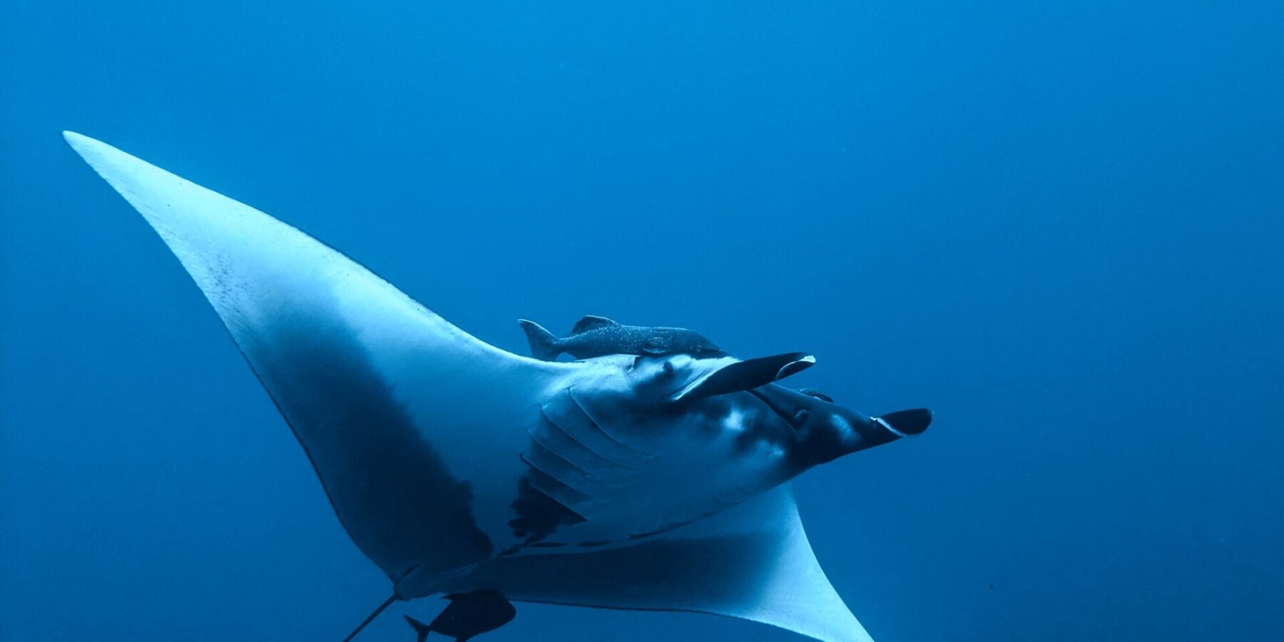 Ein Riesenmanta von unten und von der Seite im Blauwasser, der Bauch weiß, die Kopfflossen ausgerollt, ein Schiffshalter über dem Kopf und ein kleiner dunkler Fisch unter dem Schwanz