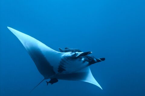 Ein Riesenmanta von unten und von der Seite im Blauwasser, der Bauch weiß, die Kopfflossen ausgerollt, ein Schiffshalter über dem Kopf und ein kleiner dunkler Fisch unter dem Schwanz
