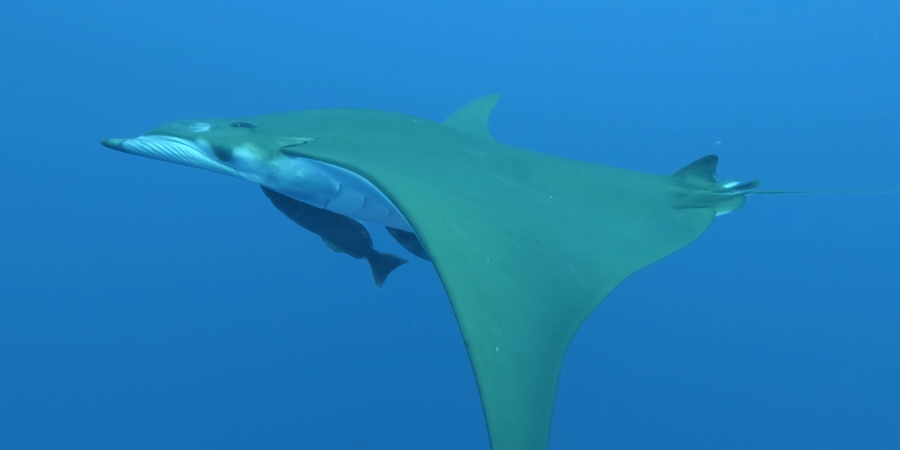 Ein Teufelsrochen von unten und von der Seite, weißer Bauch, olivgrüne Sichelflügel, zwei Schiffshalter unter ihm, in klarem blauem Wasser