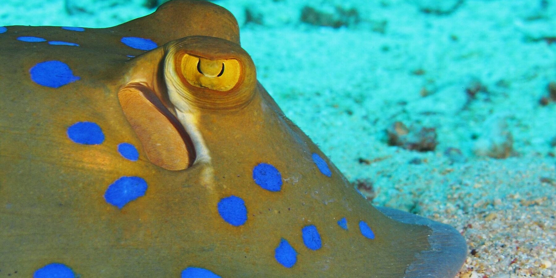 Nahaufnahme eines Blaupunktrochens auf dem Sand, mit gelbem Auge und leuchtend blauen Flecken
