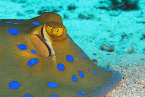 Nahaufnahme eines Blaupunktrochens auf dem Sand, mit gelbem Auge und leuchtend blauen Flecken