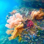 Rosa, orange und rote Weichkorallen an einer Wand, in türkisfarbenem Wasser mit kleinen Fischen, in der Passage zwischen Gam und Waigeo