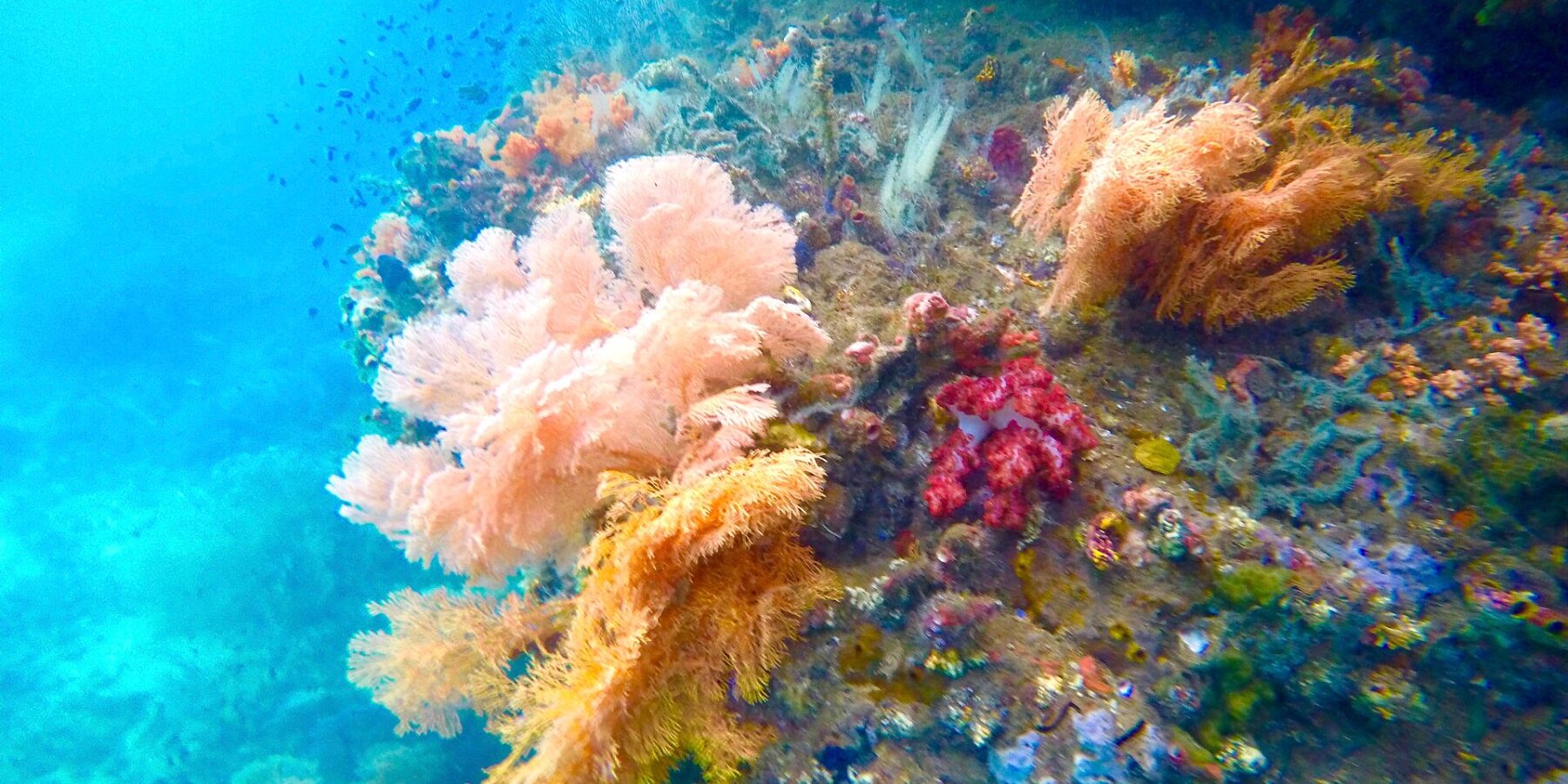 Rosa, orange und rote Weichkorallen an einer Wand, in türkisfarbenem Wasser mit kleinen Fischen, in der Passage zwischen Gam und Waigeo