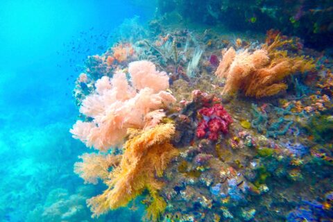 Rosa, orange und rote Weichkorallen an einer Wand, in türkisfarbenem Wasser mit kleinen Fischen, in der Passage zwischen Gam und Waigeo