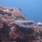 Ein Riffblock voller Hartkorallen und roter Krusten, in der Mitte eine Tischkoralle mit bläulichen Rändern und ein schwarzer Haarstern, ein paar Riffbarsche im blauen Wasser.