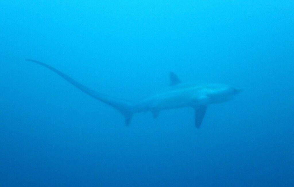 Die Silhouette eines Pazifischen Fuchshais in gleichmäßigem Blau, der lange Schwanz nach links gebogen