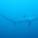 Die Silhouette eines Pazifischen Fuchshais in gleichmäßigem Blau, der lange Schwanz nach links gebogen