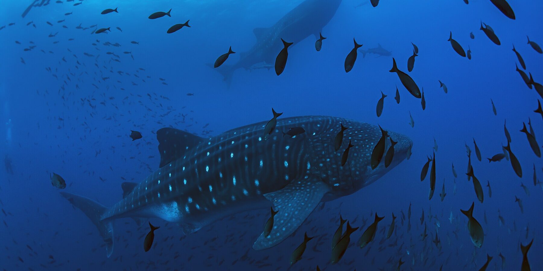 Ein Walhai schwimmt von rechts nach links im tiefen Blau, umgeben von einer Fischwolke, darüber ein zweiter Walhai und die Silhouette eines Tauchers