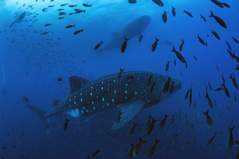 Ein Walhai schwimmt von rechts nach links im tiefen Blau, umgeben von einer Fischwolke, darüber ein zweiter Walhai und die Silhouette eines Tauchers