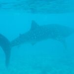 Ein Walhai schwimmt nahe der Oberfläche über einem Riffgrund, in leicht trübem türkisem Wasser