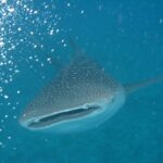 Ein Walhai von vorn, mit halb geöffnetem Maul und grauem, weiß geflecktem Rücken, in türkisem Wasser voller Luftblasen