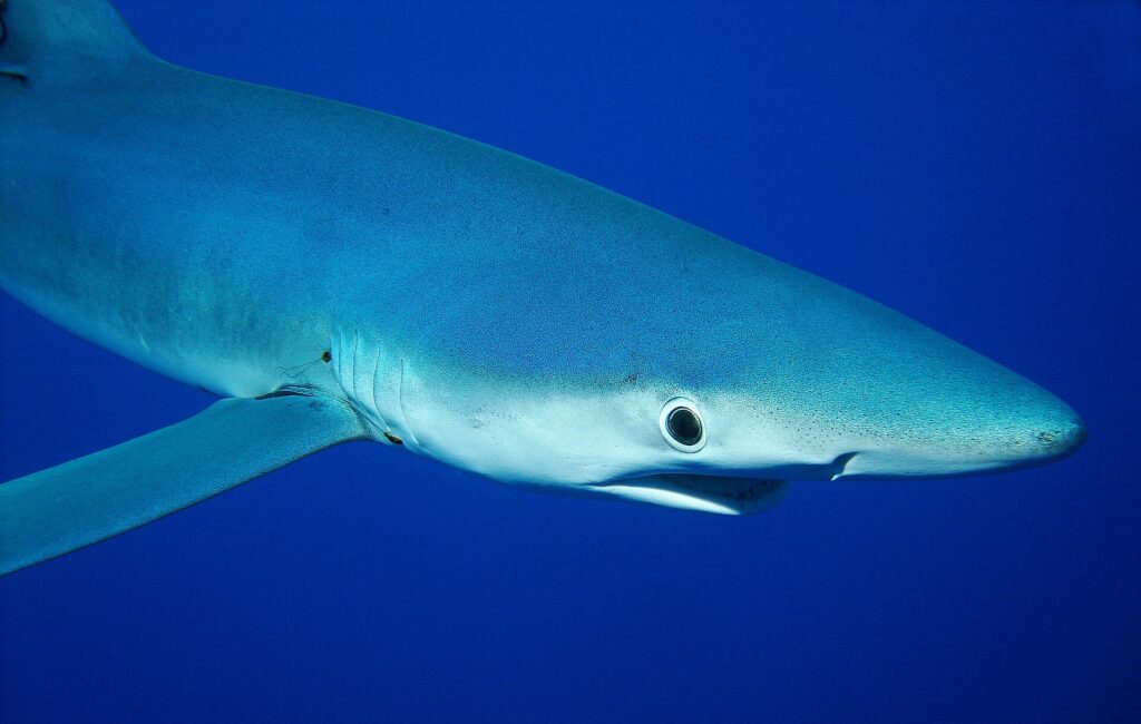 Nahaufnahme eines Blauhais im Profil, spitze Schnauze, großes rundes Auge und Kiemenspalten, in tiefem Blau