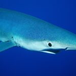Nahaufnahme eines Blauhais im Profil, spitze Schnauze, großes rundes Auge und Kiemenspalten, in tiefem Blau