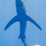 Ein Blauhai direkt von unten in hellblauem Wasser, mit weißem Bauch, spitzer Schnauze, Maul und sehr langen, schmalen Brustflossen, die wie Flügel ausgebreitet sind, der Schwanz nach rechts gebogen