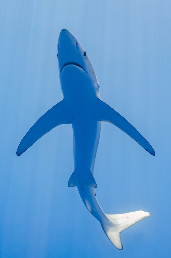 Ein Blauhai direkt von unten in hellblauem Wasser, mit weißem Bauch, spitzer Schnauze, Maul und sehr langen, schmalen Brustflossen, die wie Flügel ausgebreitet sind, der Schwanz nach rechts gebogen