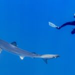 Ein Blauhai mit langem, silbergrauem Körper und ausgestreckten Brustflossen zieht im tiefen Blau unter einem Taucher im schwarzen Anzug vorbei, der ihn fotografiert