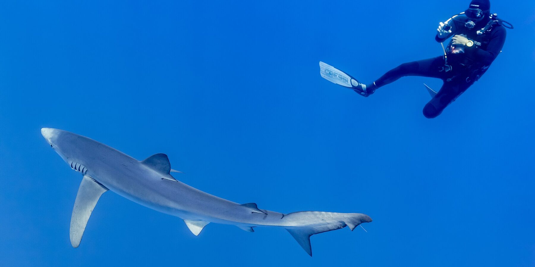 Ein Blauhai mit langem, silbergrauem Körper und ausgestreckten Brustflossen zieht im tiefen Blau unter einem Taucher im schwarzen Anzug vorbei, der ihn fotografiert